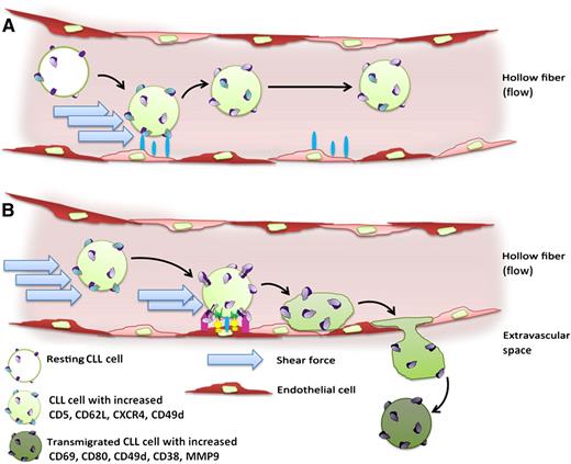 While circulating in the endothelium-lined hollow fiber system, (A) CLL cells experience strong shear forces and short-lived contacts with endothelial cells, resulting in their increased expression of CD5, CD62L, CXCR4, and CD49d. (B) Compared with the circulating bulk, the collected transmigrated subpopulation of CLL cells is characterized by increased expression of CD69, CD80, CD49d, CD38, and MMP9.