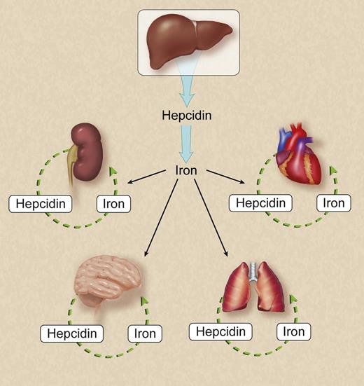 Hepatocytes are the key source of hepcidin in the regulation of systemic iron homeostasis. Hepcidin synthesized in the kidney, central nervous system, lung, heart and other organs may be essential for regulation of local iron homeostasis but have a negligible effect on systemic iron homeostasis. For simplicity, not all known or putative sources of hepcidin are shown. Professional illustration by Debra T. Dartez.