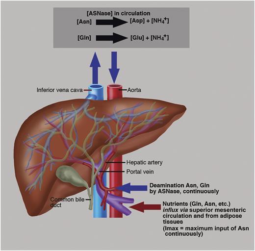 ASNase in circulation continuously deaminates Asn with a Km = 29 μM and to a lesser extent Gln with a Km ∼900 μM.2 The hepatic portal vein is the blood vessel that influxes blood via the mesenteric circulation from the gastrointestinal tract and spleen to the liver. This blood is rich in nutrients that have been extracted from food, like amino acids, Asn, Gln, etc.2 The liver processes these nutrients; adipose tissues also provide Gln.10 The liver also synthesizes Asn de novo from Gln aspartate and ATP, a reaction catalyzed via ASNS.2 The sum of the Asn sources is described biochemically as maximum input (Imax) into circulation. Therefore, an effective ASNase must deplete not only Asn but also Gln to reduce the ASNS contribution of Asn biosynthesis.2 Most importantly, in rapidly proliferating malignant cells, Gln and Asp are used as precursors of -N-C- links in the de novo nucleoside biosynthesis. Therefore, depletion of Gln by an ASNase with glutaminase coactivity contributes to the inhibition of protein and DNA biosynthesis. Professional illustration by Marie Dauenheimer.