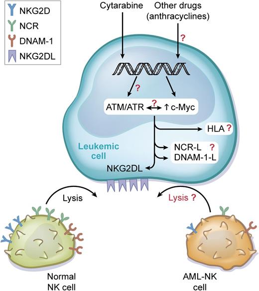 Cytarabine-resistant AML cell lines or blasts from refractory AML express some of the ligands for the NK-activating receptor NKG2D. This expression is associated with c-Myc induction. Hence, at least ULBP1 and ULBP3 have c-Myc docking sites in their gene promoter. The upregulation of ULBPs by leukemic cells renders the cells more susceptible to in vitro NK-cell–mediated lysis. The study by Nanbakhsh et al raises several questions. Usually, cytarabine is not used as a single reagent but in combination with anthracyclines; this combination has not been tested by the authors. As chemotherapy drugs usually trigger the DDR pathway, it would be interesting to replace the ATM/ATR pathway in that context. Furthermore, AML-NK recognition has also been attributed to NCRs and DNAM-1. It would then be interesting to study the expression of the ligands for these receptors by AML cells after chemotherapy treatment. HLA-I expression by leukemic cells is also an escape mechanism. Is c-Myc or simply cytarabine associated with HLA upregulation or downregulation? Finally, phenotypically and functionally defective NK cells have often been described in AML. Consequently, the expression of NKG2DL might not result in an increased sensitivity to NK-cell killing in patients. These questions summarize the up-to-date challenges in drug-resistant AML treatment. ATM, ataxia telangiectasia mutated; ATR, ataxia telangiectasia and Rad3 related; DNAM-1-L, DNAX accessory molecule-1-ligands; NCR-L, natural cytotoxicity receptors-ligands. Professional illustration by Xavier Studio.