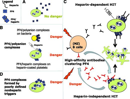 Mechanisms of induction of anti-PF4/polyanion antibodies. (A) Noncomplexed PF4 is not immunogenic. (B) However, when PF4 forms complexes with polyanions it undergoes a conformational change exposing epitopes to which PF4/heparin antibodies bind. These polyanions can be structures on bacterial surfaces or heparin bound to platelets. (C) The PF4/polyanion complexes induce antibody production of (most likely) MZ B cells (black antibodies, upper portion of panel C), which can induce platelet activation in the presence of heparin, that is, they are typically heparin-dependent. In delayed onset HIT and spontaneous HIT, the B cells produce antibodies which bind to, and potentially thereby cluster, PF4 and then activate platelets, typically in the absence of heparin (red antibodies, lower portion of panel C). It is unresolved which factors trigger these antibodies (D): potential candidates are PF4/bacteria clusters or PF4/nucleic acid clusters; it is also unclear whether heparin-independent platelet activation is a quantitative or a qualitative feature of these antibodies.