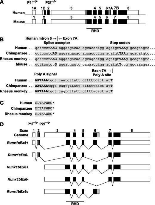 Figure 1. Genome structure of Runx1 in various species. (A) Exon-intron structure of human RUNX1 and mouse Runx1. Genome sequences of Runx1 were collected from the GenBank database (NCBI). Boxes represent exons. Black boxes represent coding sequences. (B) Sequence homology of human RUNX1a intron 6 and exon 7A and their counterparts in other species. Top, Junction of human RUNX1a intron 6 and exon 7A. Bottom, Poly A signal and poly A site. Shaded areas show the common sequences. (C) Amino acid sequence encoded by human RUNX1a exon 7A and its counterparts in other species. Shaded area shows the common sequences. *, The end of the protein sequence. (D) Alternatively spliced isoforms of mouse Runx1. Boxes represent exons. Black boxes represent coding sequences. Gray box in Runx1bEx6e shows the part of extended exon 6 located in intron 6. P1, distal promoter; P2, proximal promoter.