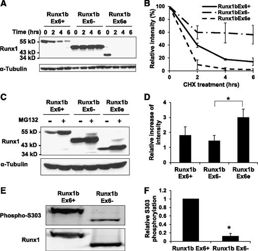 Figure 4. Runx1 isoforms have various protein stability and susceptibility to proteasome-mediated degradation. (A-B) Protein stability of Runx1 isoforms. 293T cells were transfected with indicated construct. Forty-eight hours later, cells were treated with 100 ng/mL CHX for indicated time. α-Tubulin served as a loading control. (A) Representative western blotting result of 3 independent experiments. (B) Quantification of the results in panel A. Intensities at 0 h were set to 100%. Mean ± SD of 2 independent experiments is shown. (C-D) Inhibition of proteasome-mediated degradation pathway. 293T cells were transfected with the indicated construct. Forty-eight hours later, cells were treated with 10 µM MG132 for 24 hours. α-Tubulin served as a loading control. (C) Representative western blotting result of 3 independent experiments is shown. (D) Quantification of the results in panel C. Runx1 signals were normalized to those of tubulin, and vehicle (DMSO)–treated signals were set to 1. Mean ± SD of 3 independent experiments is shown. (E) Western blot of phosphorylation of “S303”. Replicate membranes were probed with anti-Runx1 and anti-phospho S303 antibodies, respectively. (F) Quantification of panel E. Mean ± SD of 3 independent experiments is shown.