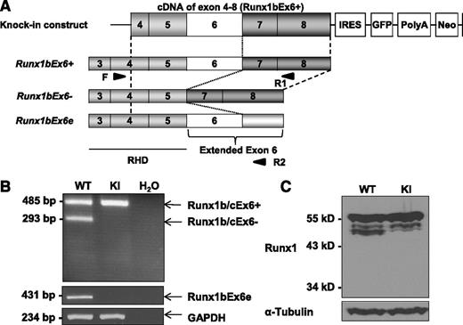 Figure 5. Runx1-IRES-GFP KI mice lack the expression of 3 Runx1 isoforms. (A) Structure of the Runx1-IRES-GFP KI construct. Boxes with numbers represent exons. Light gray boxes are RHD, and dark gray boxes are regulatory domains. Arrowheads show the positions of primers (F, R1, and R2) used for panel B. (B) Expression of Runx1 isoforms in total BM cells by RT-PCR. KI cells lack Runx1b/cEx6− and Runx1bEx6e. GAPDH serves as a loading control. Water lane is the negative control. Representative result of 3 independent experiments is shown. (C) Protein expression of Runx1 in lineage-depleted c-Kit–enriched BM cells. KI lane has the same level of the major band although it lacks smaller bands which correspond to Runx1b/cEx6−. Runx1bEx6e band is undetectable in either WT or KI lane. α-Tubulin serves as a loading control. Representative result of 2 independent experiments is shown. Neo, neomycin resistance gene; PolyA, polyadenylation signal.