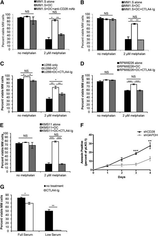 Figure 1. CD28 signaling induced by DC or other MM cells prevents myeloma cell death. MM cells (MM.1S) were cultured alone or with DC at a 1:1 ratio ± 2 µM melphalan ± 50 µg/mL of the blocking αCD28 mAb CD28.6 (A) or ± 100 µg/mL CTLA4-Ig (B) or for 72 hours. Cell survival was analyzed by flow cytometry for Annexin V/7AAD staining and DC were gated out using CD11b. U266 (C), RPMI8226 (D), or KMS11 (E) myeloma cells were cultured as in (B) for 72 hours and survival was assessed by flow cytometry. (F) RPMI8226 myeloma cells were infected with lentiviral particles encoding shRNA specific for CD28, GAPDH, or empty vector (pLKO.1) and cultured for 4 days in full serum media. Survival was assessed by Annexin V staining. (G) MM.1S cells were cultured in either 10% serum or 0.2% (low) serum conditions for 5 days ± 100 µg/mL CTLA4-Ig. Fifty percent of the media was changed every other day to prevent nutrient depletion, and new CTLA4-Ig was added with every media change. Cell survival was analyzed by flow cytometry for Annexin V/7AAD staining. Data for panels A and B) are representative of 4 individual experiments; data for panels C-E are representative of 2 individual experiments. *P < .05, **P < .01, ***P < .005. NS, not significant.