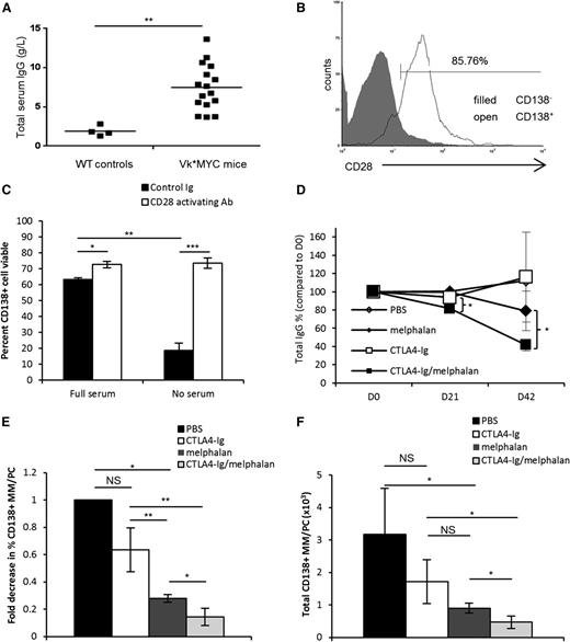 Figure 2. CD28 signaling protects Vk*MYC murine myeloma cells in vitro and blockade sensitizes MM to melphalan in vivo. (A) Seventy-two-week-old Vk*MYC mice or their wild-type (WT) littermate controls were screened by ELISA for total serum IgG levels. (B) Whole bone marrow from Vk*MYC mice was isolated and the percent of myeloma cells was determined using a CD138+CD28+B220−CD38−MHCII−CD3− phenotype. (C) Purified CD138+ cells from disease-bearing Vk*MYC mice were plated for 24 hours in media containing 10% fetal bovine serum (full serum) or no serum. Cells were cultured with either hamster Ig-coated beads (isotype control) or CD28-activating antibody-coated beads (clone PV1) at a ratio of 2 beads:1 cell. Cell viability was assessed by trypan blue exclusion. (D) Based on titers as in panel A, mice were randomized into 4 treatment groups (n = 3-4 mice/group): PBS, melphalan alone (2.0 mg/kg), CTLA4-Ig alone (100 μg/mouse), or melphalan plus CTLA4-Ig. Mice were treated intraperitoneally every third day for 42 days and serum samples were drawn weekly. Total serum IgG was determined by ELISA and was plotted as total IgG percent compared with day 0. (E) Percent MM/PC was determined using multiparametric flow for CD138+CD28+B220−CD38−MHCII−CD3− cells, and fold decrease was calculated compared with the PBS group. (F) Total numbers of MM/PC were calculated by multiplying the percent MM/PC as determined in panel E by the total number of cells counted for each tissue. Data are representative of 2 separate experiments. *P < .05, **P < .01, ***P < .005.