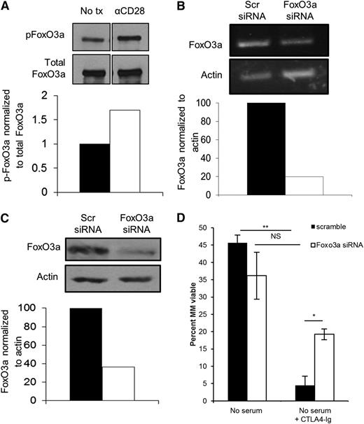Figure 4. CD28 signaling induces phosphorylation of FoxO3a and knockdown of FoxO3a partially prevents CD28 blockade–induced apoptosis. (A) MM.1S cells were cultured in serum-free media for 24 hours ± 10 μg/mL αCD28.2. Cells were then analyzed by western blot for phospho-FoxO3a (top) or total FoxO3a (bottom). Densitometry was assessed using Quantity One software. (B) MM.1S cells were cultured for 24 hours in melphalan ± 10 µg/mL αCD28.2. Cells were lysed and RNA was collected. Semiquantitative RT-PCR was conducted (top) and assessed by densitometry (bottom). (C) A total of 1 × 106 cells were transfected with FoxO3a or scramble siRNA and FoxO3a expression was assessed by western blot after 48 hours. Densitometry was assessed using Quantity One software and is compared with the scramble siRNA. (D) Cells were transfected with siRNA as in panels B-C; 48 hours later, cells were plated in serum-free medium ± 100 µg/mL CTLA4-Ig. Cells were harvested after 48 hours and survival was assessed by Annexin V/7AAD staining by flow cytometry. Data are representative of 3 separate experiments, except for panel B, which is representative of 2 separate experiments. *P < .05, **P < .01. tx, treatment.