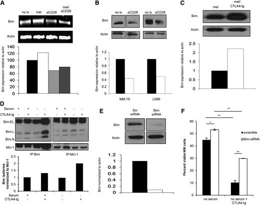 Figure 5. CD28 signaling regulates Bim expression levels, and knockdown of Bim partially prevents CD28 blockade–induced apoptosis. (A) MM.1S cells were cultured for 72 hours in melphalan ± 10 μg/mL αCD28.2. Cells were lysed and RNA was collected. Semiquantitative RT-PCR was conducted (top) and assessed by densitometry (bottom). (B) MM.1S and U266 cells were cultured for 72 hours in serum-free conditions ± 10 μg/mL αCD28.2. Lysates were made and assessed by western blot. Densitometry was assessed using Quantity One software (bottom). (C) MM.1S cells were cultured for 72 hours in melphalan ± 100 μg/mL CTLA4-Ig. Lysates were made and assessed by western blot (top). Densitometry was assessed using Quantity One software (bottom). (D) U266 cells were cultured in full serum or serum-free media ± 100 μg/mL CTLA4-Ig for 48 hours. Lysates were prepared and Bim (left) or Mcl-1 (right) was immunoprecipitated and analyzed by western blot for Bim or Mcl-1 expression. Densitometry of all 3 Bim isoforms was averaged and compared relative to Mcl-1 in the Bim IP and was performed using Quantity One software (bottom). (E) MM.1S cells were transfected with Bim or scramble siRNA and Bim expression was assessed by western blot after 48 hours (top). Percent silencing was calculated using densitometry (bottom). (F) Cells transfected in panel E were plated in serum-free medium ± 100 µg/mL CTLA4-Ig. Cells were harvested after 48 hours and survival was assessed by Annexin V/7AAD staining on flow cytometry. Data are representative of 3 separate experiments except for panel D, which is representative of 2 separate experiments. **P < .01 ***P < .001.