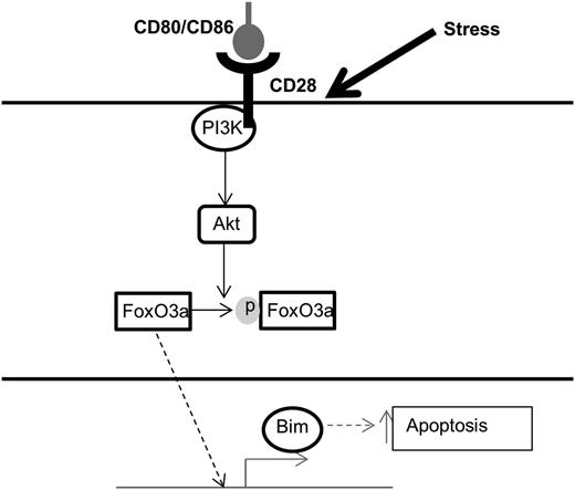 Figure 6. Proposed mechanism of CD28 signaling in myeloma cells. Schematic of CD28-mediated pro-survival signaling pathway in MM cells. Under stress conditions, CD28 activates PI3K and Akt, which induces the phosphorylation and inactivation of FoxO3a. Phospho-FoxO3a is excluded from the nucleus and cannot enact its transcriptional program, including transcription of the pro-apoptotic molecule Bim. Dashed arrows indicate inactive pathways.