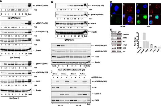 Figure 1. Stimulation of the BCR induces tyrosine phosphorylation of STAT3 in CLL cells. (A) Time-dependent increase in pSTAT3 levels induced by incubation of CLL cells with anti-IgM antibodies. CLL cells were incubated without or with 10 μg/mL goat F(ab′)2 anti-human IgM antibodies (upper panel) or with 20 ng/mL IL-6 (lower panel). Cells were harvested at several time points, lysed, and analyzed using western immunoblotting with anti-tyrosine pSTAT3, anti-serine pSTAT3, and anti-STAT3 antibodies. SET2 cells were used as positive controls. As shown, tyrosine pSTAT3 was detected 2 hours from exposure to anti-IgM antibodies (upper panel) but only after 15 minutes of exposure to IL-6. This experiment was repeated 3 times using samples from patients 4, 13, and 17 (supplemental Table 1). (B) Tyrosine pSTAT3 levels remained increased after prolonged (up to 48 hours) exposure to anti-IgM antibodies (upper panel) but diminished 1 hour and were no longer detected 2 hours after washout. As shown in the upper panel, CLL cells were incubated with 10 μg/mL anti-IgM antibodies for 1, 2, 4, 8, 16, and 48 hours; harvested; and analyzed by western immunoblotting using anti-tyrosine pSTAT3, anti-serine pSTAT3, anti-STAT3, and anti-actin antibodies. Cells from patient 2 (supplemental Table 1) were used in this experiment. Two additional experiments yielded similar results (data not shown). As depicted in the lower panel, IgM-induced tyrosine phosphorylation of STAT3 is short lived. CLL cells were incubated for 18 hours with or without (Cont.) 10 μg/mL anti-IgM antibodies. The antibodies were then washed out and the cells were harvested at different time points, and the cell lysates were analyzed using western immunoblotting with anti-tyrosine pSTAT3, anti-serine pSTAT3, and anti-STAT3 antibodies. This experiment was repeated 2 times using samples from patients 3 and 18 (supplemental Table 1). (C) IgM-induced tyrosine pSTAT3 is detected in the cytosol and nucleus of CLL cells. CLL cells were incubated for 2 hours with or without 10 μg/mL anti-IgM antibodies. The extract was fractionated, and the nuclear and cytoplasmic preparations were analyzed using western immunoblotting with anti-tyrosine pSTAT and anti-STAT3 antibodies. Anti-lamin B antibodies were used to detect the nuclear fractions, and anti-S6 antibodies to detect the cytoplasmic fractions. As shown, S6 was not detected in the nuclear fraction, and lamin B was not detected in the cytoplasmic fraction. Tyrosine pSTAT3 was detected both in the nuclear (lamin B–positive) and cytoplasm (S6-positive) fractions of CLL cells incubated with but not without anti-IgM antibodies. We intentionally loaded more cytosolic protein. This experiment was repeated 3 times using samples from patients 15, 16, and 18 (data obtained using cells from patient 18 are not shown) (supplemental Table 1). (D) Tyrosine pSTAT3 is detected in the nucleus and cytosol of IgM-stimulated but not unstimulated CLL cells. Cells were incubated for 2 hours without or with 10 μg/mL anti-IgM antibodies. The cells were cytospun, fixed on glass slides, and stained with the nuclear stain 4,6 diamidino-2-phenylindole, shown in blue (panels i, v); anti-S6 antibodies, shown in red (panels ii, vi); or anti-tyrosine pSTAT3 antibodies, shown in green (panels iii, vii). Tyrosine pSTAT3 was not detected in unstimulated CLL cells (left panel). However, following incubation with anti-IgM antibodies, tyrosine pSTAT3 was detected in the nucleus (panel vii) and also in the cytosol (merged panel viii). Cells from patient 7 (supplemental Table 1) were used in this experiment. (E) Anti-IgM antibodies increased STAT3-targeted gene levels. RNA was extracted from CLL cells incubated for 2 hours without or with 10 μg/mL anti-IgM antibodies. The left panel depicts agarose gel electrophoresis of RT-PCR, and the right panel depicts qRT-PCR assessed using the TakMan gene