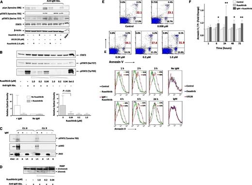 Figure 2. Anti-IgM antibodies induce tyrosine phosphorylation of JAK2 and STAT3 in CLL cells. (A) Ruxolitinib inhibited IgM-induced tyrosine phosphorylation of STAT3. CLL cells were pretreated with dasatinib, U0126, or ruxolitinib for 30 minutes. The cells were then harvested and incubated for 18 hours with or without 10 μg/mL anti-IgM antibodies (Abs.). Cell lysates were analyzed using western immunoblotting with total STAT3, anti-serine and anti-tyrosine pSTAT3, and anti-phosphorylated Lyn (pLyn) antibodies. HeLa cells served as positive controls. Samples from patients 13, 14, 15, and 16 (supplemental Table 1) were used. (B) Ruxolitinib inhibits tyrosine pSTAT3 in a dose-dependent manner. CLL cells were incubated without or with 10 μg/mL anti-IgM antibodies. Ruxolitinib was added for 30 minutes at concentrations ranging from 0.04 to 1.00 μM, and the cells were harvested and analyzed using western immunoblotting. Set-2 cells were used as positive controls. As shown in the upper panel, ruxolitinib inhibited tyrosine pSTAT3 in IgM-stimulated but not unstimulated CLL cells in a dose-dependent manner. This experiment was repeated twice using samples from patients 1 and 6 (supplemental Table 1). As shown in the left lower panel, densitometry analysis of western immunoblots from 4 different patients confirmed that ruxolitinib inhibited tyrosine pSTAT3 in IgM-stimulated but not in unstimulated CLL cells. Samples from patients 13, 14, 15, and 16 (supplemental Table 1) were used. As shown in the right lower panel, ruxolitinib inhibited tyrosine pSTAT3 in a dose-dependent manner. Densitometry analysis of western immunoblots of 6 different experiments was conducted. Depicted are the means ± standard deviation of the relative optical density of tyrosine pSTAT3, quantified and normalized to total levels of STAT3. This experiment was conducted 6 times using samples from patients 1, 2, 6, 7, 10, and 11 (supplemental Table 1). (C) Anti-JAK2 antibody coimmunoprecipitation of pJAK2 and tyrosine pSTAT3 in IgM-stimulated CLL cells. CLL cells from 4 patients were incubated for 2 hours with or without 10 μg/mL anti-IgM antibodies. Cell lysates were prepared, and JAK2 was immunoprecipitated (I.P.) with anti-JAK2 antibodies using protein A-agarose beads. Cells incubated with beads only (B) were used as negative controls. The immune complex was separated using sodium dodecyl sulfate–polyacrylamide gel electrophoresis and analyzed using western immunoblotting with anti-tyrosine pSTAT3, anti-tyrosine JAK2, and anti-JAK2 antibodies. K562 cells were used as positive controls. As shown, JAK2 was immunoprecipitated from lysates of IgM-treated or untreated CLL cells. However, phosphotyrosine STAT3 and pJAK2 were coimmunoprecipitated from IgM-treated but not untreated cells. These experiments were conducted using samples from patients 8, 9, 12, and 13. Representative results are depicted. Data obtained using cells from patients 12 and 13 are not shown (supplemental Table 1). (D) Ruxolitinib induces PARP cleavage in CLL cells. Cells were incubated for 18 hours with or without 10 μg/mL anti-IgM antibodies, and 0.04, 0.20, or 1.00 μM ruxolitinib was added for 30 minutes. The cells were then harvested and analyzed using western immunoblotting with anti-PARP antibodies. This experiment was repeated 6 times using samples from patients 1, 2, 6, 7, 10, and 11 (supplemental Table 1). (E) Ruxolitinib induces apoptosis of CLL cells. As shown in the upper panel, CLL cells were incubated for 18 hours with 10 μg/mL anti-IgM antibodies, and ruxolitinib was added to culture at increasing concentrations for 30 minutes. Apoptosis was assessed using flow cytometry with annexin V/PI staining. As shown, ruxolitinib induced apoptosis of CLL cells in a dose-dependent manner. Cells from patient 11 (supplemental Table 1) were used. As shown in the lower panel, ruxolitinib (but not dasatinib or U0126) induced apoptosis of IgM-stimulated CLL cells in a time-dependent manner. CLL cells were incubated without or with anti-IgM antibodies; ruxolitinib (1.0 μM), dasatinib (1.0 μM), or U0126 (50 μM) was added for 2 hours (right panel) or for different time intervals (1, 2, 3, 6, and 24 hours); and apoptosis was assessed after washout using the annexin V/PI assay, assessed by flow cytometry. As shown, ruxolitinib induced apoptosis of IgM-stimulated cells in a time-dependent manner, whereas dasatinib or U0126 did not affect the apoptosis rate of CLL cells. This experiment was repeated twice using cells from patients 1 and 7 (supplemental Table 1). (F) CLL cells from 3 patients (patients 20, 21, and 22) were incubated for 6 to 72 hours with or without ruxolitinib in the presence or absence of anti-IgM antibodies. Apoptosis rates of ruxolitinib-treated relative to untreated cells are depicted. As shown, ruxolitinib induced apoptosis of IgM-treated but not IgM-untreated CLL cells. *P < .05; **P < .001.