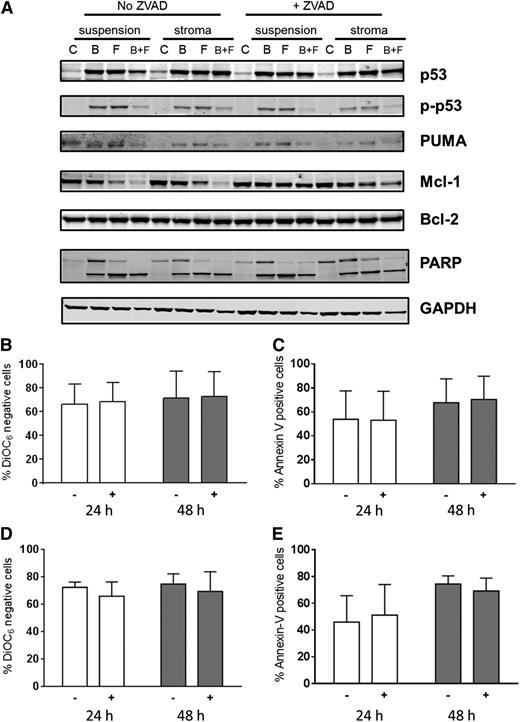 Figure 7. Impact of Z-VAD, a pan-caspase inhibitor on cell death. Impact of Z-VAD on cell-death–associated proteins (A) and cell death (B-E). (A) CLL lymphocytes from patient 29 were cultured in suspension or on stroma. These were pretreated with or without Z-VAD and then either untreated or treated with bendamustine, fludarabine, or their combination for 48 hours, harvested, and lysed. Immunoblot analysis of the total and phosphoprotein levels of p53 and total PUMA, Bcl-2, Mcl-1, and cleaved and uncleaved PARP was performed. GAPDH was used as a protein loading control. (B-E) CLL cells from patients (n = 3) cultured in suspension (B-C) or on stroma (D-E) were either untreated (−) or pretreated (+) with Z-VAD followed by a 24- or 48-hour treatment with bendamustine and fludarabine together and assayed for DiOC6 negativity (B,D) or annexin V/PI positivity (C,E). Data are presented as mean with SD from samples from 3 patients, and results are corrected to a time-matched control (untreated sample) for each patient sample. B, bendamustine; C, control (untreated); F, fludarabine.