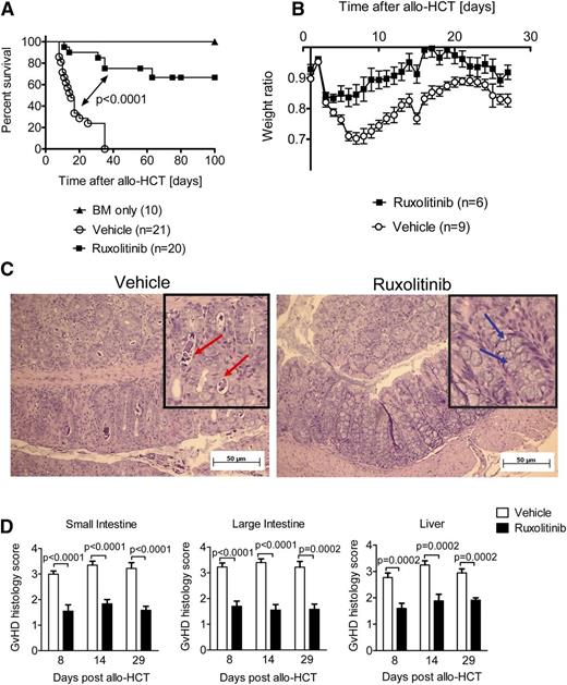 Figure 1. Ruxolitinib treatment reduces GVHD severity in mice. (A) Survival of recipient BALB/c mice, after allo-HCT. Survival was improved in ruxolitinib-treated mice compared with vehicle-treated mice. The experiment was performed twice and the resulting data were pooled. The number of mice is indicated for each group. (B) Weight ratio (actual weight/initial weight) of recipient BALB/c mice, after allo-HCT as described in (A). (C) A representative section of a colon isolated on d8 after allo-HCT from mice treated as described under (A) is shown. Red arrows indicate crypts containing karyorrhectic debris. Blue arrows: goblet cells, absence of apoptotic bodies in the ruxolitinib treated mouse. (D) The organs small intestine, large intestine, and liver were isolated on days 8, 14, and 29 after allo-HCT, and histopathologic changes were scored as described in Material and methods. The data are pooled from 2 independent experiments with at least 6 mice per group.