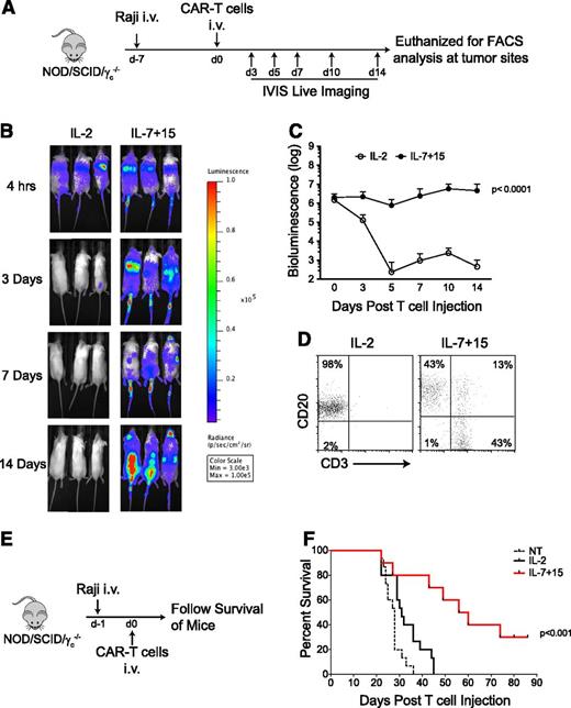 Figure 7. CAR-T cells exposed to IL-7 and IL-15 have improved in vivo persistence and antitumor activity. (A) Schematic representation of the experiments in NSG mice to compare persistence of CAR-T cells expanded with either IL-2 or IL-7 and IL-15. (B-C) Time-course of T-cell luminescence in mice engrafted with Raji tumor cells. Data summarize 10 mice per group from 2 independent experiments. (D) Detection of CAR-T cells in the spinal cord 2 weeks after CAR-T cell adoptive transfer. Data shown are representative of 5 mice per group from 2 independent experiments. (E) Schematic representation of the experiments in NSG mice to measure the antitumor effects of CAR-T cells expanded with either IL-2 or IL-7 and IL-15. (F) Survival curve of mice after infusion of control and CAR-T cells. Data illustrate the summary of 3 independent experiments for a total of 15 mice per group.
