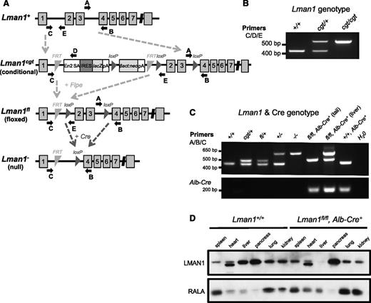 Figure 1. Lman1 mutant alleles. (A) The Lman1 conditional gene-trap allele (Lman1cgt) contains a gene-trap insertion in intron 1 flanked by 2 FRT sites. Mice carrying this allele were crossed to β-actin FLP transgenic mice. Mice heterozygous for the resulting Lman1 floxed allele (Lman1fl) were crossed to Alb-Cre+ or Tek-Cre+ transgenic mice to excise exons 2 and 3, generating the Lman1 null allele (Lman1−) in selected tissues. Gray blocks represent exons. A, B, C, D, and E represent genotyping primers. (Adapted from the Knockout Mouse Project. General conditional gene targeting scheme: https://www.komp.org/alleles.php#conditional-promoter; Lman1 targeting: https://www.komp.org/geneinfo.php?geneid=66654); cgt, conditional gene trap; fl, floxed; En2 SA, splice acceptor of mouse En2 exon 2; IRES, encephalomyocarditis virus (EMCV) internal ribosomal entry site; lacZ, Escherichia coli β-galactosidase gene; pA, SV40 polyadenylation signal; βact:neo, human β-actin promoter-driven neomycin cassette. (B) A 3-primer PCR assay (primers C, D, and E) distinguishes the Lman1+ allele (434 bp) from Lman1cgt (565 bp). (C) PCR genotyping assay used for tail-snip genomic DNA from a Lman1fl/fl, Alb-Cre+ mouse, with the addition of a liver biopsy genomic DNA sample from the Lman1fl/fl, Alb-Cre+ mouse to demonstrate excision of Lman1 exons 2 and 3 in the liver. A 3-primer PCR assay (primers A, B, and C) distinguishes the Lman1+ (444 bp), Lman1cgt (508 bp), Lman1fl (508 bp), and Lman1− (635 bp) alleles. Alb-Cre primers were used to determine the Cre genotype of offspring from matings of Lman1fl/+, Alb-Cre+ mice with Lman1fl/fl mice. Comparison of the signal in DNA from liver tissue of an Lman1fl/fl, Alb-Cre+ mouse (lane 7) to tail DNA from the same animal (lane 6) indicates a high degree of specific excision in the liver. A similar PCR genotyping strategy of tail-snip genomic DNA was used to identify Lman1fl/fl, Tek-Cre+ mice, with primer trio A/B/C demonstrating the Lman1 genotype and with Tek-Cre–specific primers rather than Alb-Cre primers (not shown). (D) Western blot of spleen, heart, liver, pancreas, lung, and kidney tissues from a wild-type C57BL/6J mouse and a Lman1fl/fl, Alb-Cre+ (hepatocyte-knockout) mouse, demonstrating nearly complete and tissue-specific Lman1 knockout in the liver of Lman1fl/fl, Alb-Cre+ mice. The lower-molecular-weight band observed in the heart samples represents a nonspecific band due to cross-reactivity with the LMAN1 antibody, because this same band is observed in the heart tissue of ubiquitous Lman1 knockout mice (not shown).