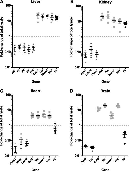 Figure 4. F8 mRNA is expressed in selective endothelial cell beds. Plots show fold-change (enrichment or depletion) of mRNA transcripts for a number of genes in the endothelial cell mRNA isolated from (A) liver, (B) kidney, (C) heart, and (D) brain tissues of 4 RiboTag, Tek-Cre+ mice relative to the whole-tissue lysate input (set to 1.0). Values <1.0 indicate depletion in the endothelial cell fraction, relative to input. In contrast, values >1.0 indicate enrichment. Each symbol represents an independent animal. Values for tissue-specific, non–endothelial cell genes are shown as open circles. Values for endothelial cell–specific genes are shown as light gray squares. Values for F8 mRNA fold-change are shown as black diamonds. Horizontal lines indicate mean and error bars indicate standard error of the mean for each genotype.