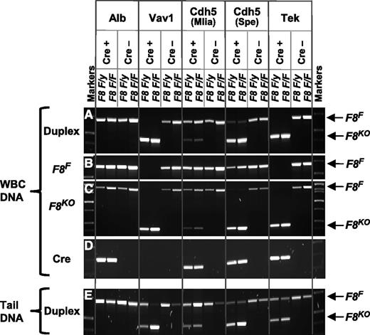 Figure 2. Genotyping PCRs. WBCs or tail DNA PCR was used for routine genotyping. A Cre-positive (experimental) and Cre-negative (control) male (F8 F/y) and female (F8 F/F) are shown for each tissue-specific Cre model. (A) Duplex PCR of WBC DNA using a common forward primer, P1, in combination with 2 alternative reverse primers, P2 and P3. As depicted in Figure 1B-C, a 712-bp product is amplified from the F8F allele and a 462,bp product from the F8KO allele. (B) Singleplex PCR of WBC DNA using primers P1 and P2 amplifies only the 712-bp F8F allele-specific product. (C) Singleplex PCR of WBC DNA using primers P1 and P3 amplifies a 462 bp F8KO allele-specific product but can also amplify a 1683-bp product from the F8F allele. (D) A Cre-recombinase coding sequence–specific PCR of WBC DNA identifies Cre+ mice. No signal is seen for the Vav1-Cre transgene because it contains a codon-optimized iCre sequence, which is not recognized by the native Cre primers we used. (E) Duplex PCR analysis of tail DNA using primers P1, P2, and P3 detects both F8F and F8KO alleles, especially important for Vav1- and Tek-Cre mice, in which WBC DNA undergoes complete F8F→KO gene conversion.