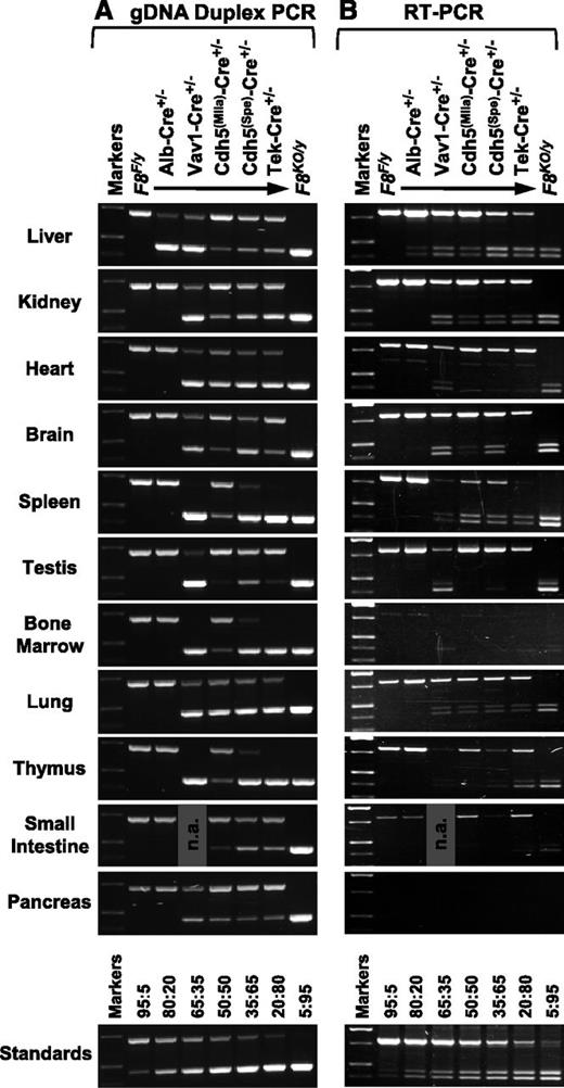 Figure 4. Analysis of tissue gDNA and mRNA. Tissue samples were collected from males following whole-animal saline perfusion. DNA and total RNA were isolated from the same tissue sample and analyzed by allele-specific PCR. Except for the F8KO/y mouse, all animals inherited a F8F/y genotype, either without Cre or with coinheritance of a Cre transgene as indicated. (A) A total of 25 ng of gDNA was amplified using a duplex PCR that yields a 712-bp F8F allele-specific product and a 462-bp F8KO allele-specific product. Primer P1, P2, and P3 binding sites are shown in Figure 1B-C. (B) For RT-PCR, 100 ng of total RNA was reverse transcribed and then analyzed by PCR using primers P4 and P5, which span the exon 17/18 deletion cassette (as shown in Figure 1D). An 819-bp product is amplified from the F8F allele, representing normally spliced F8 mRNA. For the F8KO allele, in addition to the 407-bp product predicted for exon 16/19 mRNA splicing (F8KO(16/19)), a 453-bp product is also present due to alternative splicing (F8KO(Alt)). The “Standards” panels consist of PCR products amplified from defined mixtures of F8F/y and F8KO/y liver gDNA (panel A) or total RNA (panel B) at various ratios as indicated (F8F:F8KO). n.a. indicates a sample that was not analyzed.