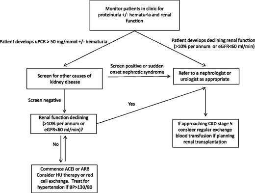 Figure 3. Management pathway for renal complications in sickle cell disease. ACE, angiotensin-converting enzyme.