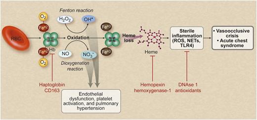 Hemolysis releases erythroid DAMP molecules to drive vascular injury and sterile inflammation, which contribute to the pathogenesis of sickle cell disease. Hemolysis releases cell free hemoglobin (Hb), which is normally scavenged by haptoglobin and CD163. Free hemoglobin reacts with and scavenges NO via the dioxygenation reaction and also reacts with hydrogen peroxide to generate hydroxyl radicals via the Fenton reaction. This process leads to endothelial dysfunction and pathological vascular remodeling. Oxidized hemoglobin releases free heme, which can trigger a sterile inflammatory reaction involving TLR4 activation, and stimulates neutrophils to release NETs. These inflammatory events are proposed to cause vasoocclusion and acute chest syndrome in sickle cell disease. There are several potential therapies using the indicated agents (shown in red text) that target multiple stages of this proposed pathophysiological pathway. RBC, red blood cell. Professional illustration by Debra T. Dartez.