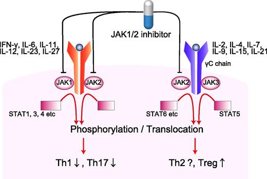 Proinflammatory cytokines, such as IFN-γ, IL-6, and IL-12, ignite serial phosphorylation of JAK1/2, cytokine-receptor chains, and STAT1/3/4. Phosphorylated STATs form heterodimers or homodimers translocate to nucleus, leading to the transcriptions of Th1- or Th17-related genes. On the other hand, γC subunits of IL-2, IL-4, IL-7, IL-15, and IL-21 receptors are associated with JAK3 and STAT5 signaling. JAK1/2 selective inhibition spared the IL-2–JAK3–STAT5 signal and therefore may spare Tregs. Th, T helper.