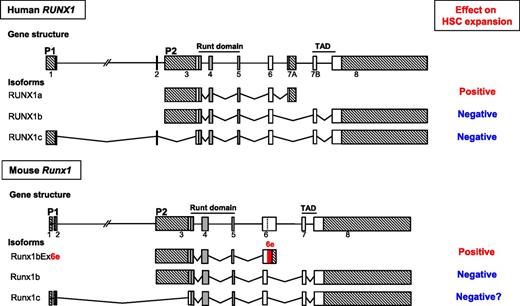 Schematic representation of the gene structures, major splicing isoforms of human and murine Runx1 genes, and their effects on expansion of hematopoietic stem cells. Exons are indicated by boxes. The vertical dashed line within exon 6 indicates an internal splice site. Exons constituting the runt domain are indicated in gray. The two alternative promoters are denoted as P1 and P2. Crosshatched boxes indicate 5′- and 3′-untranslated regions. The coding region in the extended exon 6 is highlighted in red.