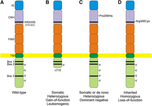 Acquired and inherited CSF3R mutations associated with SCN. (A) The extracellular portion of the wild-type G-CSF receptor contains conserved domains including immunoglobulin-like (IG), cytokine region of homology (CRH), and fibronectin type 3 (FNIII) domains. The WSXWS motif in the CRH domain acts as a molecular switch during receptor activation. Following ligand binding, 4 tyrosine (Y) residues in the cytoplasmic domain are rapidly phosphorylated, forming binding sites for intracellular signaling molecules. (B) Acquired gain-of-function mutations that truncate the cytoplasmic domain are common in patients with SCN and are associated with hyperproliferation and leukemic transformation. (C) Somatic or de novo heterozygous mutations affecting the extracellular domain act in a dominant negative fashion by inhibiting receptor trafficking to the cell surface and oligomerization in response to G-CSF. (D) Inherited, biallelic loss-of-function mutations cause a distinctive variant of SCN characterized by full myeloid maturation in the bone marrow and refractoriness to G-CSF therapy.