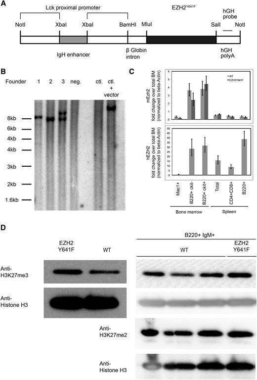 Figure 1. Generation of EZH2Y641F transgenic mice. (A) Schematic representation of the construct used to generate the mice. (B) Southern blot using a probe specific for the human growth hormone (hGH) sequence in the transgene performed on 3 transgenic founder mice (1-3), 1 nontransgenic littermate (4), C57Bl6 control (WT) DNA, and C57Bl6 control DNA spiked with 10 pg of plasmid DNA containing the transgenic construct. Genomic DNA was digested using BamHI. Founder 1 carries multiple integrations of the transgenic construct at 2 integration sites; founder 2 contains 1 copy of the transgenic construct in 1 integration site; and founder 3 has 2 copies of the transgenic construct at 1 integration site. (C) Detection of expression of the transgenic construct by quantitative PCR. The lower panel shows a PCR specific for the transgenic construct, and the upper panel a PCR that detects endogenous Ezh2. (D) Steady-state H3K27me3 and H3K27me2 levels in splenic B cells and sorted B220+IgM+ cells. Nuclear lysates from spleen cells of a mouse transgenic for EZH2Y641F or a WT mouse were probed with an antibody against H3K27me3. Levels of H3 were used as a loading control for histones.