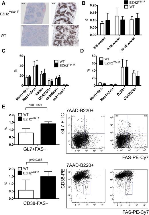 Figure 2. Basic characterization of transgenic mice. (A) H&E staining (left) and B220 immunohistochemistry of WT and EZH2Y641F mice. (B) Spleen weights of mice transgenic for EZH2Y641F and WT control mice analyzed at different ages. (C) Immunophenotypic analysis of bone marrow cells of EZH2Y641F mice (n = 16) or WT controls (n = 13). (D) Immunophenotypic analysis of spleen cells of EZH2Y641F mice (n = 7) or WT controls (n = 5). Means and standard deviation of the percentages of cells carrying the respective marker are shown. No significant differences were observed. (E) Immunophenotypic analysis of the GC B-cell compartment in the spleen of aged (60-62 weeks), nonimmunized EZH2Y641F mice (n = 5) or WT controls (n = 5) using GL7 and FAS (upper) and CD38 and FAS (lower) (P = .003). Representative flow cytometric plots are shown to the right. Statistical analysis was performed using an unpaired Student t test with Welch’s correction. H&E, hematoxylin and eosin.