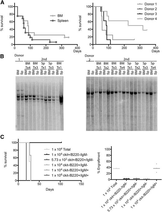 Figure 4. Transplantability of Eµ-Myc/EZH2Y641F lymphomas. (A) Kaplan-Meier survival analysis of mice transplanted with BM or spleen cells from 4 different Eµ-Myc/EZH2Y641F donor mice with lymphoma. Transplants were injected into sublethally irradiated mice. Different donor mice exhibited different kinetics of lymphoma development in the secondary recipients independent of the cell source. (B) Southern blot analysis of IgH gene rearrangements for 2 different primary Eµ-Myc/EZH2Y641F lymphoma mice and secondary recipients. The pattern of clonal rearrangements is maintained between primary and secondary lymphoma mice. (C) Kaplan-Meier survival analysis of mice transplanted with sorted BM cells from a secondary recipient mouse. Transplanted cell number and population are indicated. Only mice transplanted with unsorted BM cells and B220+IgM+ cells showed engraftment. Engraftment was measured by flow cytometry in the peripheral blood after staining for CD45.2.