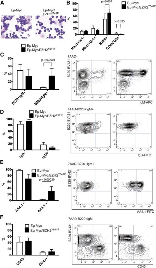 Figure 5. Immunophenotypic characterization of the B-cell compartment in Eµ-Myc/EZH2Y641F mice. (A) Wright-Giemsa stained cytospins from bone marrow of Eµ-Myc and Eµ-Myc/EZH2Y641F mice. Images were taken at ×40. (B) Immunophenotypic analysis of bone marrow cells of Eµ-Myc (n = 14) or Eµ-Myc/EZH2Y641F (n = 13) mice. (C) Immunophenotypic analysis of the bone marrow of Eµ-Myc (n = 8) and Eµ-Myc/EZH2Y641F mice (n = 8) for B220 and IgM. Representative flow cytometric plots are shown and a quantification of the data with means and standard deviations. (D) Immunophenotypic analysis of B220+IgM+ cells in the bone marrow of Eµ-Myc (n = 8) and Eµ-Myc/EZH2Y641F mice (n = 8) for expression of IgD. (E) Immunophenotypic analysis of B220+IgM+ cells in the bone marrow of Eµ-Myc (n = 8) and Eµ-Myc/EZH2Y641F mice (n = 8) for expression of AA4.1. (F) Immunophenotypic analysis of the pro- (B220+IgM−CD43+) and pre-B-cell (B220+IgM−CD43−) compartment in the bone marrow of Eµ-Myc (n = 8) and Eµ-Myc/EZH2Y641F mice (n = 8).