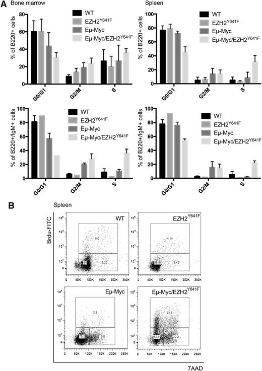 Figure 6. EZH2Y641F enhances proliferation in combination with Eµ-Myc. (A) Quantitative analysis of the cell-cycle distribution in the bone marrow and spleen of WT, EZH2Y641F, Eµ-Myc, and Eµ-Myc/EZH2Y641F mice based on in vivo BrdU incorporation. Analysis was based on flow cytometry and gated on the respective subpopulation. (B) Representative flow cytometric plots analyzed for 7-aminoactinomycin D (7AAD) and BrdU gated on B220+ spleen cells in WT, EZH2Y641F, Eµ-Myc, and Eµ-Myc/EZH2Y641F mice.