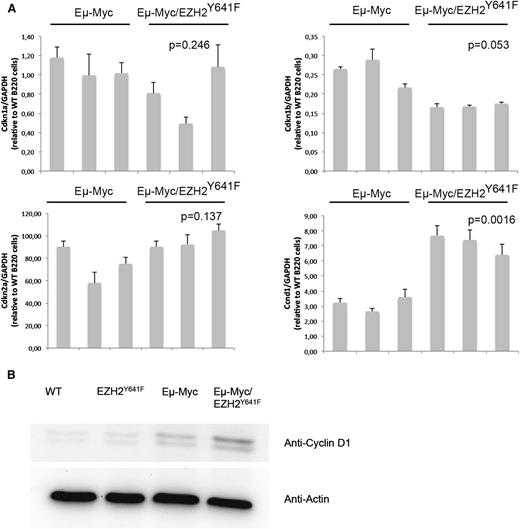 Figure 7. Differential expression of the cell-cycle regulator Cyclin D1 in EZH2Y641F mice. (A) Quantitative PCR for different cell-cycle regulators (Cdkn1a, Cdkn1b, and Cdkn2a) known to be regulated by EZH2 and Cyclin D1 (Ccnd1) was performed on sorted B220+ cells from the spleen of Eµ-Myc (n = 3) and Eµ-Myc/EZH2Y641F (n = 3) mice. Expression results are normalized to expression of glyceraldehyde-3-phosphate dehydrogenase (GAPDH) and expressed relative to the expression in B220 cells from a WT mouse. The P value was calculated using a Student t test. (B) Western blot analysis for the expression of Cyclin D1 in the spleen of WT, EZH2Y641F, Eµ-Myc, and Eµ-Myc/EZH2Y641F mice. Actin is shown as loading control.