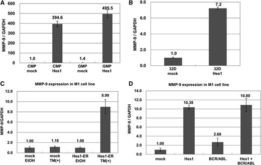 Figure 1. MMP-9 expression was upregulated by Hes1. (A) Real-time RT-PCR for MMP-9 in Hes1- or mock-transduced CMPs and GMPs. (B) Real-time RT-PCR for MMP-9 in Hes1- or mock-transduced 32Dcl3 cells. (C) Real-time RT-PCR for MMP-9 in Hes1-ER– or mock-transduced M1 cells cultured in the presence or absence of 4-hydroxy-tamoxifen (4-OHT) for 60 hours. (D) Real-time RT-PCR for MMP-9 in M1 cells transduced with Hes1, BCR-ABL, BCR-ABL and Hes1, or mock. (A-D) Expression levels were normalized by glyceraldehyde 3-phosphate dehydrogenase (GAPDH) mRNA. The relative expression level of mock-transduced CMPs (A), mock-transduced 32Dcl3 cells (B), mock-transduced M1 cells cultured in the absence of 4-OHT (C), or mock-transduced M1 cells (D) was defined as 1. All data points correspond to the mean and the standard deviation (SD) of 3 independent experiments.
