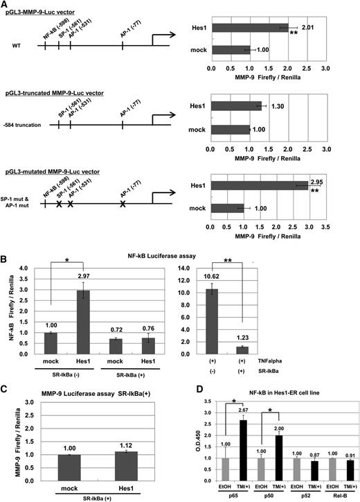 Figure 2. Hes1 upregulated MMP-9 through activation of NF-κB signaling pathway. (A) The full-length MMP-9 (−1284/+21) (upper panel), a truncation mutant (−584/+21) (middle panel), or the full-length MMP-9 with mutations of SP-1– and AP-1–binding sites (lower panel) inserted into pGL3 basic expression vector are shown as pGL3-MMP-9-Luc, pGL3-truncated MMP-9-Luc, or pGL3-mutated MMP-9-Luc, respectively. Binding sites for the 3 transcription factors (NF-κB, SP-1, and AP-1) are shown (left panel). 293T cells were transiently transfected with either pMYs-Hes1-IG or pMYs-IG together with pGL3-MMP-9-Luc (upper panel), pGL3-truncated MMP-9-Luc (middle panel), or pGL3-mutated MMP-9-Luc (lower panel). (B) 293T cells were transiently transfected with the indicated expression plasmids (pMYs-Hes1-IG, pMYs-IG, pMX-SR-IκBα-IRES-Zeocin, pMX-IRES-Zecoin) together with pGL3-NF-κB-Luc (left panel). 293T cells were transiently transfected with either pMX-SR-IκBα-IRES-Zeocin or pMX-IRES-Zecoin together with pGL3-NF-κB-Luc. After 36 hours, transfected cells were cultured in the presence or absence of 20 ng/mL TNFα for 12 hours (right panel). (C) 293T cells were transiently transfected with pMX-SR-IκBα-IRES-Zeocin and either pMYs-Hes1-IG or pMYs-IG together with pGL3-MMP-9-Luc. (A-C) Results represent the average values for relative luciferase activity. All transfection groups were normalized with a Renilla luciferase vector as an internal control. (D) ELISA assay for NF-κB subunits in Hes1-ER– or mock-transduced M1 cells cultured in the presence or absence of 4-hydroxy-tamoxifen (4-OHT) for 48 hours. (A-D) All data points correspond to the mean and SD. Data are representative of 3 independent experiments. Statistically significant differences are shown: *P < .05, **P < .01.