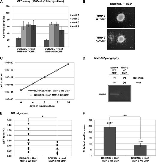 Figure 4. MMP-9 deficiency impaired cobblestone area-forming of CMPs expressing BCR-ABL and Hes1 that were in conjunction with a stromal cell layer. (A) Colony-forming assay of WT or MMP-9–deficient CMPs expressing BCR-ABL and Hes1. Both types of the transduced cells were serially replatable more than 4 times. Bars indicate the number of colonies obtained per 1 × 103 cells after each round of plating in methylcellulose without cytokines. (B) Typical colonies derived from WT or MMP-9–deficient CMPs expressing BCR-ABL and Hes1. Images were obtained with an IX70 microscope and a DP70 camera (Olympus, Tokyo, Japan); an objective lens, UPlanFl (Olympus); original magnification ×100. (C) Sustained growth of WT or MMP-9–deficient CMPs expressing BCR-ABL and Hes1 in liquid culture without cytokines. The numbers of cells were determined every 4 days by trypan blue staining, and 1 × 105 cells per well were seeded into a 6-well plate. (D) Gelatin zymography for detection of MMP-9. Supernatants of WT or MMP-9–deficient CMPs expressing BCR-ABL and Hes1 were collected after 24 hours of culture, and MMP-9 activity was measured by gelatinolytic zymography. (E) In vivo homing and retention of WT or MMP-9–deficient CMPs expressing BCR-ABL and Hes1. Five days after 2.0 × 106 cells of WT or MMP-9–deficient CMPs expressing BCR-ABL and Hes1 were intravenously injected into nonirradiated mice, GFP+ and NGFR+ cells migrated into BM were quantified using flow cytometry. (F) Graphic representation of CAFC numbers. Equal numbers of WT or MMP-9–deficient CMPs expressing BCR-ABL and Hes1 were added to each well of a 6-well plate precoated with irradiated C3H10T1/2 cells. After co-culture for 6 days, CAFC numbers per well were counted. (A,C,E-F) All data points correspond to the mean and the SD of 3 independent experiments. Statistically significant differences are shown: *P < .05, **P < .01.