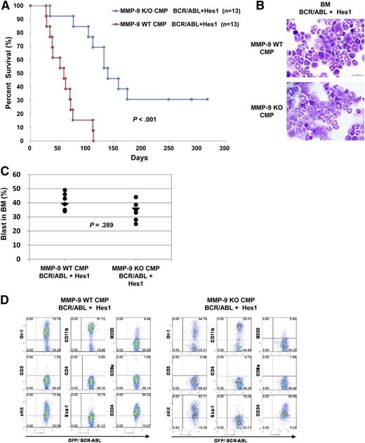 Figure 5. MMP-9 deficiency impaired the development of CML-BC–like disease induced by BCR-ABL and Hes1 in mouse BMT models. (A) Kaplan-Meier analysis for the survival of mice that received transplants of WT or MMP-9–deficient CMPs transduced with the combination of BCR-ABL and Hes1. The numbers of transplanted mice are shown. Statistically significant differences were observed in latency and penetrance (log-rank test, P = .000146). (B-D) The morbid mice transplanted with WT or MMP-9–deficient CMPs expressing BCR-ABL and Hes1 were used. (B) Cytospin preparations of BM cells were stained with Giemsa. A representative photo is shown. Images were obtained with a BX51 microscope and a DP12 camera (Olympus); original magnification ×100. (C) Blast ratios in the BM. The mean blast ratios in all nucleated BM cells were 39.3% ± 9.7% and 35.1% ± 8.9% in mice receiving WT or MMP-9–deficient CMPs transduced with the combination of Hes1 and BCR-ABL, respectively (2-sample Student t test with Welch correction, P = .289). (D) Flow cytometric analysis of BM cells. The dot plots show Gr-1, CD11b, B220, CD3, CD4, CD8a, c-Kit, Sca-1, and CD34 labeled with the corresponding phycoerythrin-conjugated mAb vs expression of GFP. GFP is a marker of BCR-ABL transduction.