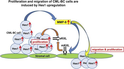 Figure 7. Schematic model of the molecular mechanism by which high levels of Hes1 expression promote the development of CML-BC. Hes1 expression is frequently upregulated in BCR-ABL+ leukemic cells, in which Hes1 upregulates MMP-9 through NF-κB activation. MMP-9 is secreted by leukemic cells and promotes migration and proliferation of leukemic cells that are in conjunction with stromal cells. In addition, MMP-9 sheds sKitL from stromal cells, and increased sKitL enhances proliferation of leukemic cells.