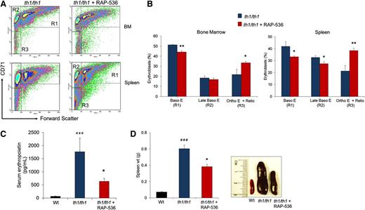 Figure 2. RAP-536 promotes erythroid differentiation in Hbbth1/th1 mice. (A) Representative flow cytometric density plots for Ter119+ erythroid precursors from bone marrow (BM) and spleen separated into basophilic erythroblasts (R1), late basophilic and polychromatic erythroblasts (R2), and orthochromatic reticulocytes and reticulocytes (R3) on the basis of CD71 expression and cell size (Fsc, forward scatter) as previously described.21 Hbbth1/th1 mice (3-4 months old) were treated with RAP-536 (1 mg/kg, s.c.) or vehicle twice weekly for 2 months. (B) Quantitative flow cytometric data of erythroid precursors from bone marrow and spleen indicate that RAP-536 reduced the proportion of cells in R1 and R2 and concurrently increased the proportion in R3 compared with vehicle. n = 5 to 7 mice per group. (C) Serum EPO concentrations (n = 6-11 mice per group). (D) (Left) Spleen weight (n = 13-17 mice per group). (Right) Spleen size shown in representative images obtained in a study separate from that shown at left but using the same dosing schedule in 10- to 12-month-old mice. Data in B to D are means ± SEM. *P < .05 and **P < .01, RAP-536 vs vehicle; ###P < .001 vs wild type.