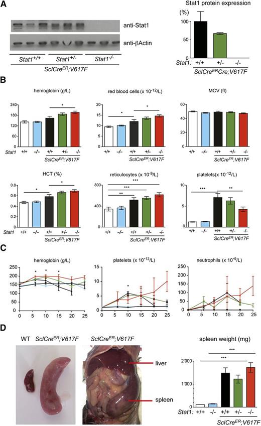 Figure 1. Analysis of SclCreER;V617F transgenic and control mice. (A) Stat1 protein expression in spleen homogenates was assessed by immunoblot analysis. (B) Blood counts 10 weeks after induction with tamoxifen (SclCreER;V617F;Stat1+/+, n = 11; SclCreER;V617F;Stat1+/−, n = 27; SclCreER;V617F;Stat1−/−, n = 22; controls: WT and Stat1−/−, n = 6). One-way ANOVA is shown for comparisons. *P ≤ .05, **P ≤ .01, ***P ≤ .001. (C) Follow-up of blood counts. Genotypes and coloring of the lines is the same as in panel B. The Student t test was used for the comparisons between SclCreER;V617F;Stat1−/− and SclCreER;V617F;Stat1+/+ mice; *P ≤ .05. (D) Spleen weight assessment in transgenic mice 10 weeks after induction with tamoxifen. (SclCreER;V617F;Stat1+/+, n = 3; SclCreER;V617F;Stat1+/−, n = 6; SclCreER;V617F;Stat1−/−, n = 6; WT, n = 4; and Stat1−/−, n = 4). The Student t test was used. Error bars represent SEM. HCT, hematocrit; MCV, mean corpuscular volume; WT, wild type.
