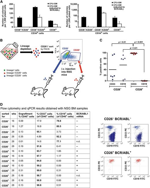 Figure 2. Clonogenic growth and in vivo repopulation of CML SCs. (A) Left: Sorted (>98% pure) CD34+/CD38−/CD26− SC, CD34+/CD38−/CD26+ SC, and CD34+/CD38+ sorted progenitor cells (CP CML) were plated in methylcellulose and incubated at 37°C for 16 days. Then CFU-GM–derived colonies were counted under an inverted microscope (black bars). Thereafter, colonies were picked and BCR/ABL1 mRNA expression was determined by qPCR (white bars). Results represent the mean ± SD of triplicates. Right: Purified CD34+/CD38−/CD26−, CD34+/CD38−/CD26+, and CD34+/CD38+ cells were incubated on irradiated M2-10B4 feeder cells for 3 weeks. Then cells were harvested and cultured in a CFU-GM assay. CFU-GM colonies (black bars) were counted by microscopy and BCR/ABL1 mRNA levels were determined by qPCR (white bars). (B) Experimental setup of xenograft experiments with purified CML cells. First, CML cells (CP) were depleted from lineage+ cells and separated into CD26+ cells and CD26− cells by cell sorting (purity >98%). The 2 fractions were separately injected intravenously into irradiated NSG mice (0.1-0.8 × 106 CD26+ cells per mouse and 0.5-1.5 × 106 CD26− cells per mouse). (C) After 16 weeks or 28 weeks, flushed BM cells of NSG mice injected with CD26− cells (blue symbols) or CD26+ cells (red symbols) were analyzed for the presence of CD33+ myeloid cells (circles) and CD19+ B cells (triangles) by flow cytometry. (D) Flow cytometry patterns of engrafted cells in 2 representative mice, one injected with CD26− SC, where multilineage BCR/ABL1– engraftment was found (upper panel) and one with CD26+ SC, where engraftment with BCR/ABL1+ myeloid cells was seen (lower subpanel). The table shows a summary of engraftment results with percentages of human CD45+ cells, CD33+ cells, and CD19+ cells, and the detection of BCR/ABL1 by qPCR. n.d., not determined.
