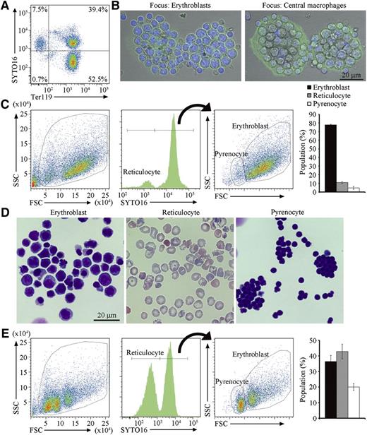 Figure 1. Erythroblastic islands from the spleen of PHZ-treated mice. (A) Cells from PHZ-injected C57BL/6J mouse spleen were stained with SYTO16 and APC-labeled anti-Ter119, and analyzed on an FACSCanto II. The staining profiles for SYTO16 and Ter119 in SytoxBlue-negative cells are shown. (B) Erythroblastic islands were stained with DAPI and Alexa488-conjugated phalloidin, and observed by FV1000D confocal microscopy with an objective lens magnification of ×60. Merged images of cells stained with DAPI (blue) and phalloidin (green) are shown. The left and right panels show images focusing on erythroblasts and central macrophages, respectively. Scale bar, 20 μm. (C) Cells in the erythroblastic islands were stained with SYTO16 and analyzed by FACS. The FSC-SSC (left panel), and the SYTO16-staining (middle panel) profiles of the SytoxBlue-negative population are shown. The SYTO16-negative population represents reticulocytes. The FSC-SSC profile of the SYTO16-positive cell population is shown on the right, in which the FSClow and FSChigh populations represent pyrenocytes and erythroblasts, respectively. The percentage of cells in each fraction was calculated. Experiments were performed 3 times with different mice, and the average values are shown with standard deviation (vertical bars). (D) The indicated sorted cell population was cytospun and stained with Wright-Giemsa, and observed by BioRevo fluorescence microscope with objective lens magnification of ×100. (E) The erythroblastic islands were cultured overnight, and the cells in the entire culture were stained with SYTO16. The FSC-SSC- and SYTO16-staining profiles, and the percentage of each cell population are shown as described above (C).