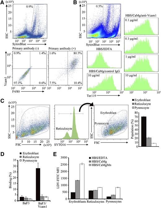 Figure 2. Binding of erythroblasts to Vcam1-expressing macrophages. (A) Cells in the erythroblastic islands were suspended in PBS/BSA/EDTA, and stained with biotinylated hamster anti-F4/80, followed by staining with SytoxBlue, APC-labeled anti-hamster IgG, and PE-labeled anti-Vcam1, and analyzed on an FACSCanto II. Macrophages emit autofluorescence in the Pacific blue channel (blue laser; excitation 405, emission 450/50).18 Thus, the SytoxBluelow population (upper panel) was analyzed for F4/80 and Vcam1 expression with or without primary antibodies (lower panels). (B) Vcam1-dependent binding of erythroblasts to central macrophages. Cells in erythroblastic islands were suspended in PBS/BSA/EDTA and stained with PE-anti-Ter119. The cells were then incubated in HBS/BSA/EDTA, or in HBS/BSA/CaMg in the presence of 10 μg/mL control IgG or in the indicated amount of anti-Vcam1 at RT for 30 minutes, and analyzed on an FACSCanto II. The Ter119-staining profiles associated with the SytoxBluelow macrophage population (upper panel) are shown. (C) The erythroblastic islands were cultured overnight, washed with HBS/CaMg, and the cells in the islands were stained with SYTO16. The FSC-SSC- and SYTO16-staining profiles, and the percentage of each cell population are shown. (D) BaF3 and BaF3/Vcam1 cells were incubated with CellTracker-labeled erythroblasts, reticulocytes, or pyrenocytes at RT for 30 minutes in HBS/BSA/CaMg, and analyzed on an FACSCanto II (supplemental Figure 2, available on the Blood Web site). The numbers indicate the percentage of CellTracker-positive cells. Experiments were performed in triplicate, and the average values are shown with standard deviation. (E) Cells from the PHZ-treated mouse spleen were incubated for 5 hours at 37°C. The cells were then incubated with 10 nM LDV-FITC for 30 minutes at RT in HBS/BSA/EDTA, HBS/BSA/CaMg, or HBS/BSA/CaMgMn, stained with Draq5 and SytoxBlue, and analyzed on an FACSCanto II. The FITC mean fluorescence intensity (MFI) in the SytoxBlue− fraction was determined for the Draq+FSChigh (erythroblasts), Draq+FSClow (pyrenocytes), and Draq− (reticulocytes) populations. Experiments were performed in triplicate, and the average values were plotted with standard deviation (vertical bars). All experiments in Figure 2 were carried out several times with erythroblastic islands prepared from different mice, and representative results are shown.