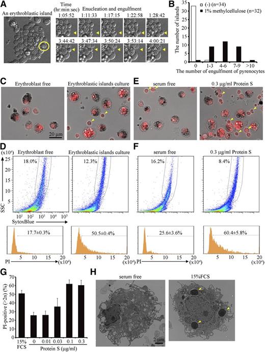 Figure 3. Engulfment of pyrenocytes in erythroblastic islands. (A-D) Erythroblastic islands were cultured overnight in IMDM containing 15% FCS, 3 U/mL hEPO, and 200 μg/mL transferrin in the presence or absence of 1% methylcellulose. (A) An erythroblastic island cultured in the presence of methylcellulose is observed by FV1000D microscope with an objective lens magnification of ×60, and is shown on the left. An erythroblast, in which enucleation and engulfment of the expelled pyrenocyte were followed every 86 seconds (right panels and supplemental Video 2), is circled in yellow. Yellow arrowheads in the right panels point to enucleation of the erythroblast and engulfment of its pyrenocyte. (B) Quantification of the number of pyrenocytes engulfed during a 14-hour incubation in the presence or absence of 1% methylcellulose. The number of erythroblastic islands examined in the cultures with and without methylcellulose was 32 and 34, respectively. (C-D) After an overnight culture in 1% methylcellulose, the erythroblastic islands were washed to remove erythroblasts and reticulocytes, stained with PI, and observed by BioRevo fluorescence microscopy with an objective lens magnification of ×40 (C), or subjected to FACS analysis (D). As a control, the erythroblastic islands were depleted of erythroblasts before the overnight culture. (C) macrophages carrying dark debris can be distinguished from erythroblasts (pointed by arrowheads) that are smaller than macrophages. Scale bar, 20 μm. (D) The PI-staining profiles for the SytoxBluelow macrophages are shown. The experiments were performed 3 times, and the percentage of cells containing extra PI-positive material is shown with standard deviation. (E-H) Erythroblastic islands were cultured overnight in the presence of 1% methylcellulose, with or without the indicated concentrations of protein S. After removing erythroblasts, the adherent cells were stained with PI and observed by fluorescence microscopy (E), or analyzed on an FACSCanto II (F), as described in Figure 3C-D. The experiments were performed 3 times, and the percentage of cells containing extra PI-positive material is shown with a standard deviation (vertical bars) (G). (H) The adherent cells in erythroblastic islands cultured in the absence or presence of 15% FCS were observed by electron transmission microscope with magnification of ×2500. Yellow arrowheads indicate the engulfed pyrenocytes.