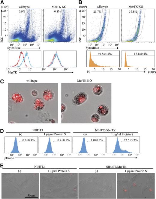 Figure 4. MerTK-mediated engulfment of pyrenocytes. (A) Cells of the erythroblastic islands prepared from wild-type or MerTK−/− mice were dispersed in PBS/BSA/EDTA, and analyzed by FACS for MerTK expression. The MerTK-staining profile in SytoxBluelow population (upper panel) with (blue) or without (red) primary antibody is shown. (B-C) Erythroblastic islands from wild-type and MerTK−/− mice were cultured overnight in medium containing 1% methylcellulose, washed to remove erythroblasts, stained with PI, and analyzed on an FACSCanto II. The PI-staining profile in SytoxBluelow population is shown. The experiments were performed 3 times, and the average percentage of cells containing extra PI-positive materials are shown with standard deviation (B). The PI-stained samples were observed by BioRevo fluorescence microscopy with objective lens’s magnification of 40 (C). (D) NIH3T3 MerTK transformants were incubated at 37°C for 2 hours with pHrodo-labeled pyrenocytes in serum-free medium with or without 1 μg/ml Protein S, and subjected to FACSAria II analysis. Experiments were performed three times, and the average percentages of pHrodo-positive cells are shown with standard deviation. (E). NIH3T3 and MerTK transformants were plated on Labo-Tek chamber cover glasses, incubated with pHrodo-labeled pyrenocytes in serum-free medium with or without protein S, and observed by BioRevo fluorescence microscopy with an objective lens magnification of ×40. Scale bar, 50 μm.