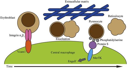 Figure 5. A model for definitive erythropoiesis on erythroblastic islands. Erythroblasts bind to a central macrophage through the interactions of integrin-α4β1 on erythroblasts and Vcam1 on macrophages. Erythroblasts then undergo enucleation, in which the separation of pyrenocytes from reticulocytes may be promoted by shear stress provided by the extracellular matrix. The extracellular matrix may contribute to maintaining the close proximity of pyrenocytes and macrophages. Pyrenocytes separated from reticulocytes expose PtdSer on their surface. Protein S in the serum functions as a bridge between pyrenocytes and macrophages by binding to the PtdSer on pyrenocytes and to MerTK on macrophages, and promotes the engulfment of pyrenocytes by the macrophages.