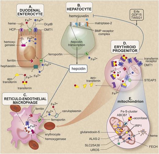 Figure 1. Cells and proteins involved in iron homeostasis and heme synthesis. (A) The enterocyte: iron enters the body through the diet. Most iron absorption takes place in the duodenum and proximal jejunum. The absorption of iron takes place in different phases. In the luminal phase, iron is solubilized and converted from trivalent iron into bivalent iron by duodenal cytochrome B (DcytB). Heme is released by enzymatic digestion of hemoglobin and myoglobin during the mucosal phase, iron is bound to the brush border and transported into the mucosal cell by the iron transporter divalent metal transporter 1 (DMT1). Heme enters the enterocyte presumably through the heme carrier protein (HCP). In the cellular phase, heme is degraded by heme oxygenase and iron is released. Iron is either stored in cellular ferritin or transported directly to a location opposite the mucosal side. In the last phase of iron absorption, Fe2+ is released into the portal circulation by the basolateral cellular exporter ferroportin. Enterocytic iron export requires hephaestin, a multicopper oxidase homologous to ceruloplasmin (CP), which oxidizes Fe2+ to Fe3+ for loading onto transferrin. This cellular efflux of iron is inhibited by the peptide hormone hepcidin binding to ferroportin and subsequent degradation of the ferroportin-hepcidin complex. (B) The hepatocyte serves as the main storage for the iron surplus (most body iron is present in erythrocytes and macrophages). Furthermore, this cell, as the main producer of hepcidin, largely controls systemic iron regulation. The signal transduction pathway runs from the membrane to the nucleus, where bone morphogenetic protein (BMP) receptor, the membrane protein hemojuvelin (HJV), the hemochromatosis (HFE) protein, transferrin receptors 1 and 2, and matriptase-2 play an essential role. Through intracellular pathways, a signal is given to hepcidin transcription. The membrane-associated protease matriptase-2 (encoded by TMPRSS6) detects iron deficiency and blocks hepcidin transcription by cleaving HJV. (C) The macrophage belongs to the group of reticuloendothelial cells and breaks down senescent red blood cells. During this process, iron is released from heme proteins. This iron can either be stored in the macrophage as hemosiderin or ferritin or it may be delivered to the erythroid progenitor as an ingredient for new erythrocytes. The iron exporter ferroportin is responsible for the efflux of Fe2+ into the circulation. In both hepatocytes and macrophages, this transport requires the multicopper oxidase CP, which oxidases Fe2+ to Fe3+ for loading onto transferrin. (D) The erythroid progenitor: transferrin saturated with 2 iron molecules is endocytosed via the transferrin receptor 1. After endocytosis, the iron is released from transferrin, converted from Fe3+ to Fe2+ by the ferroreductase STEAP3, and transported to the cytosol by DMT1, where it is available mainly for the heme synthesis. Erythropoiesis has been reported to communicate with the hepatocyte by the proteins TWSG1, GDF15, and erythroferrone (Erfe) that inhibit signaling to hepcidin.7,14,30 (E) The mitochondria of the erythroid progenitor: in the mitochondria the heme synthesis and Fe-S cluster synthesis takes place. In the first rate-limiting step of heme synthesis, 5-aminolevulinic acid (ALA) is synthesized from glycine and succinyl-coenzyme A by the enzyme δ-ALA synthase 2 (ALAS2) in the mitochondrial matrix. The protein SLC25A38 is located in the mitochondrial membrane and is probably responsible for the import of glycine into the mitochondria and might also export ALA to the cytosol. In the heme synthesis pathway, the uroporphyrinogen III synthase (UROS) in the cytosol is the fourth enzyme. It is responsible for the conversion of hydroxymethylbilane (HMB) to uroporphyrinogen III, a physiologic precursor of heme. In the last step, ferrochelatase (FECH), located in the mitochondrial intermembrane space, is responsible for the incorporation of Fe2+ into PPIX to form heme. GATA1 is critical for normal erythropoiesis, globin gene expression, and megakaryocyte development; it also regulates expression of UROS and ALAS2 in erythroblasts. The enzyme glutaredoxin-5 (GLRX5) plays a role in the synthesis of the Fe-S clusters, which are transported to the cytoplasm, probably via the transporter ABCB7. Figure adapted from van Rooijen et al.2 Professional illustration created by Debra T. Dartez.