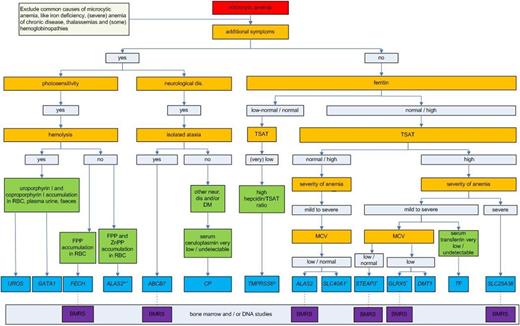 Figure 2. Diagnostic flowchart for microcytic anemias caused by inherited defects in iron metabolism or heme synthesis. Genes are given in italics and refer to the disorders of this review (Table 2). After clinical and laboratory assessment, clinicians may proceed to perform a diagnostic workup with either bone marrow smears or gene analysis. Iron parameters should be interpreted in the context of the age of the patient and the given treatment: older patients are more likely to have developed iron overload (increased TSAT and ferritin) due to increased and ineffective erythropoiesis and iron supplementation and transfusions. Note that for some diseases, the decision tree is based on only few patients (Table 2). BMRS, bone marrow ring sideroblasts; DM, diabetes mellitus; FPP, free protoporphyrin; neur. dis, neurologic disease; ZnPP, zinc protoporphyrin. *Patients have normocytic anemia and GOF mutation; +only 1 family described; ±patients have normocytic anemia and the majority have LOF mutations; ^in rare cases, these patients present with elevated ferritin levels.