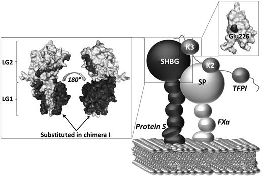 Figure 6. Proposed mechanism of the protein S/TFPI/FXa complex assembly on a phospholipid surface. Our results suggest that the mechanism of protein S cofactor enhancement of TFPI involves formation of a complex between the SHBG-like domain of protein S and the Kunitz domain 3 (K3) of TFPI (particularly Glu226). Protein S helps localize TFPI onto an activated membrane surface in a position favorable for the interaction of Kunitz domain 2 (K2) with the serine protease domain (SP) of FXa. The boxes show the respective models of the protein S SHBG-like domain and the TFPI Kunitz domain 3. TFPI Glu226 and the residues substituted in protein S/Gas6 chimera I are highlighted in black. The TFPI Kunitz domain 3 and the protein S SHGB -domain models are adapted from Mine et al and Villoutreix et al, respectively.37,42
