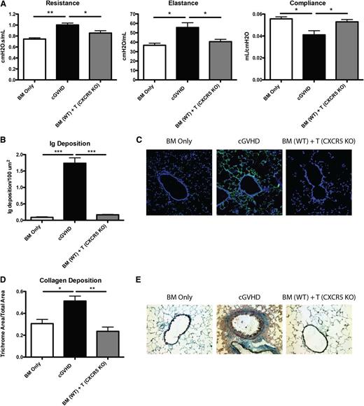 Figure 3. Chemokine receptor CXCR5 on donor mature T cells is necessary for cGVHD. B10.BR mice were transplanted with WT B6 BM and WT B6 T cells or B6 CXCR5 KO T cells. (A) Mice were evaluated for pulmonary function. (B) Lung sections were stained with FITC-conjugated anti-mouse Ig, and the area of Ig deposition was measured as shown in (C) representative images. (D) Lungs of mice were stained with trichrome, and the ratio of collagen stain to total stain was measured surrounding the bronchioles as shown in (E) representative images. Representative data from 3 experiments; n = 8 mice per group. *P < .05; **P < .01; ***P < .001.